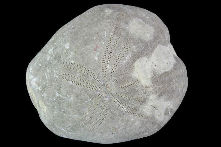 Toxaster Fossil Echinoid (Sea Urchin) - Agadir, Morocco #90574